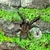 TARANTULA